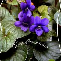 ムスカリ,黒葉スミレ,ビオラ　ラブラドリカ,スーパーチュニア　ビスタミニ,花のある暮らしの画像