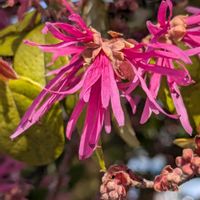 トキワマンサクの画像