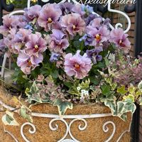 クリスマスローズ,セリンセマヨール,セリンセマヨール,セリンセマヨール,セルリアの画像