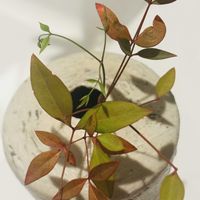 ナンテンの画像