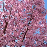 手作り,鯉のぼり,さくらの画像