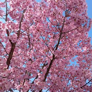 手作り,鯉のぼり,さくらの画像