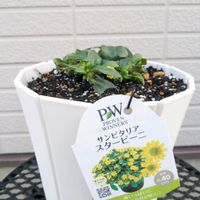 サンビタリア,PW苗,#PR,#PWアンバサダー,庭の画像