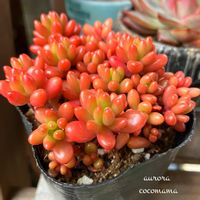 ハナニラ,ヒヤシンス,ユキヤナギ,オーロラ,よく咲くスミレの画像