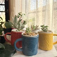 樹氷,星の王子,姫神刀,ハートホヤ,月兎耳(つきとじ)の画像