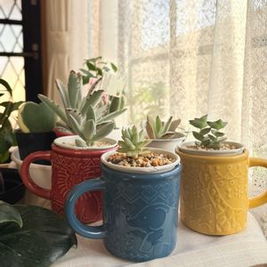 樹氷,星の王子,姫神刀,ハートホヤ,月兎耳(つきとじ)の画像