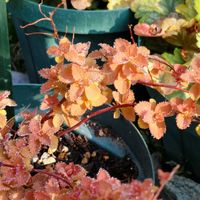 サルスベリ,リクニス コロナリア,サルスベリ ブラックパール,スピレア ゼンスピリット キャラメルの画像