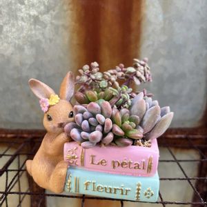 寄せ植え,多肉植物,多肉寄せ植え,ガーデニング,今日の一枚の画像