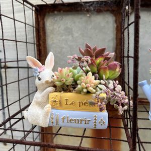 寄せ植え,多肉植物,多肉寄せ植え,ガーデニング,今日の一枚の画像