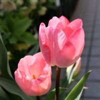 イチゴ,イチゴ,チューリップ,チューリップ,ミツバの画像