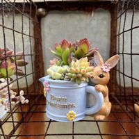 寄せ植え,多肉植物,多肉寄せ植え,ガーデニング,今日の一枚の画像