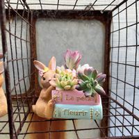 寄せ植え,多肉植物,多肉寄せ植え,ガーデニング,今日の一枚の画像