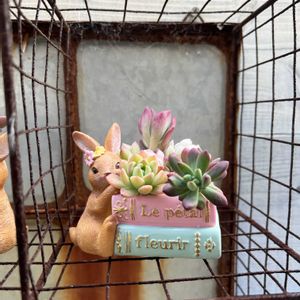 寄せ植え,多肉植物,多肉寄せ植え,ガーデニング,今日の一枚の画像