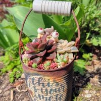 チューリップ, ベンバディス,メラコ,多肉植物,大好きの画像