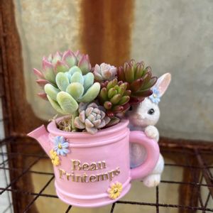 寄せ植え,多肉植物,多肉寄せ植え,ガーデニング,今日の一枚の画像