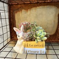 寄せ植え,多肉植物,多肉寄せ植え,ガーデニング,今日の一枚の画像