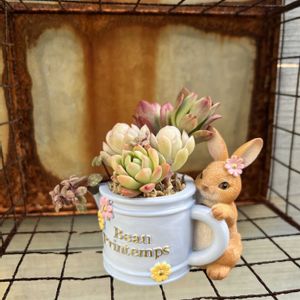 寄せ植え,多肉植物,多肉寄せ植え,ガーデニング,今日の一枚の画像