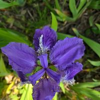 イチハツの画像