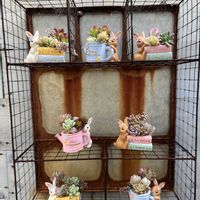 寄せ植え,多肉植物,多肉寄せ植え,ガーデニング,今日の一枚の画像