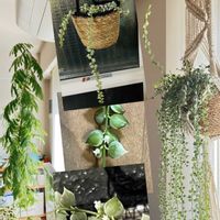 ディスキディア,ディスキディア ミリオンハート,楽しみ〜,小さな幸せ♡,メネデールの画像