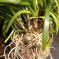 アガパンサスの画像