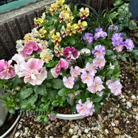 エビネ,パンジー,蘭、らん、ラン,石斛(セッコク),セッコク（石斛）長生蘭の画像