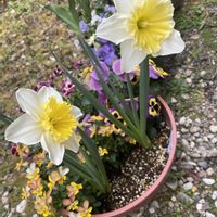 スイセン,オリヅルラン,プリムラ　ジュリアン,オリヅルランの花,チューリップ 蕾の画像