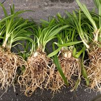 アガパンサスの画像