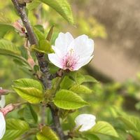 ユスラウメ,雲南黄梅,トウグミ,ユスラウメ❓,トウグミ❓の画像