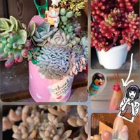 オーロラ,ヒメシュウレイ,多肉ちゃん達,ファットスター,繋がりに感謝✨の画像