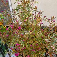 ボロニア,ボロニア・ピナータ,鉢植え,明るい日陰,プランターの画像