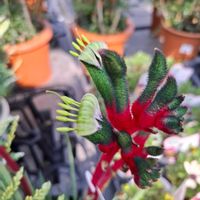 カンガルーポーの画像