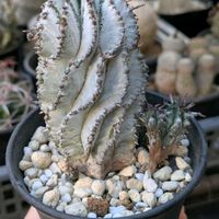 ホリダ,ホリダ アルバ,ユーフォルビアの画像