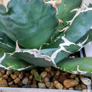 サンスベリア,アガベ・キュービック,白鯨,パンダ,アガベ チタノタ パンダの画像