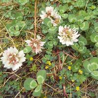 シロツメクサ,コメツブツメクサ(米粒詰草),野草,お出掛け先,白い土曜日の画像