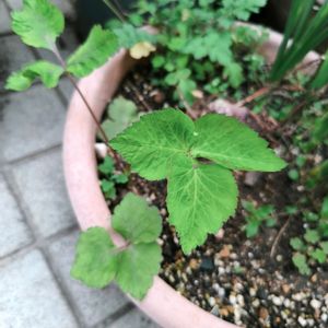 カサブランカ,シャクヤク,チューリップ,イロハモミジ,花のある暮らしの画像