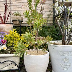 リューカデンドロン,リューカデンドロン,切り花,生花,ネイティブプランツの画像