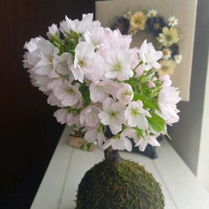 苔玉桜,出窓,花のある暮らし,ドライフラワーのある暮らし,さくら 桜 サクラの画像