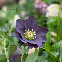 花郷園,クリスマスローズパピエノワール,クリスマスローズ  パピエ,ナチュラルガーデン,ジャンクガーデンの画像