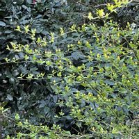 ヤマブキ,可愛い蕾,春爛漫！,素敵な出会いに感謝,美しい✨✨の画像