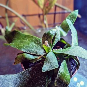ビカクシダ ネザーランド,観葉植物,熱帯植物,植物のある暮らし,botanical lifeの画像