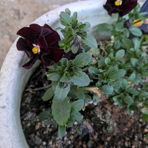 ビオラ,ビオラ,ビオラ,乙女椿,白木蓮の画像