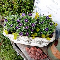 ネモフィラ,寄せ植え,可愛い,庭の花,癒しの画像