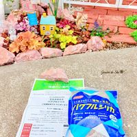 アジュガ,パンジー,ビオラ,ヒューケラ,ヒューケラの画像