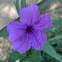 ヤナギバルイラソウの画像