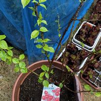 クワ,サクランボ,ビワ,紫陽花 アジサイ あじさいの画像