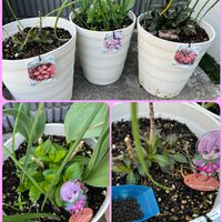 イチゴ,ブラックベリー,四季なりイチゴ,宿根フロックス,いちごの画像