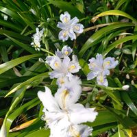 シャガ,お出かけ先の画像