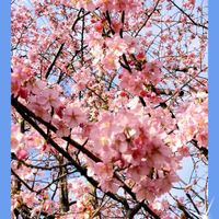 グリーンネックレス,サクラ,三つ葉,ブロウメアナ,グラプトペタルム　ブロンズ姫の画像