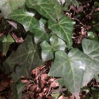 アロエ,アイビー,アイビー（ヘデラ）,夢太郎,旧名古屋駅の跡地の画像